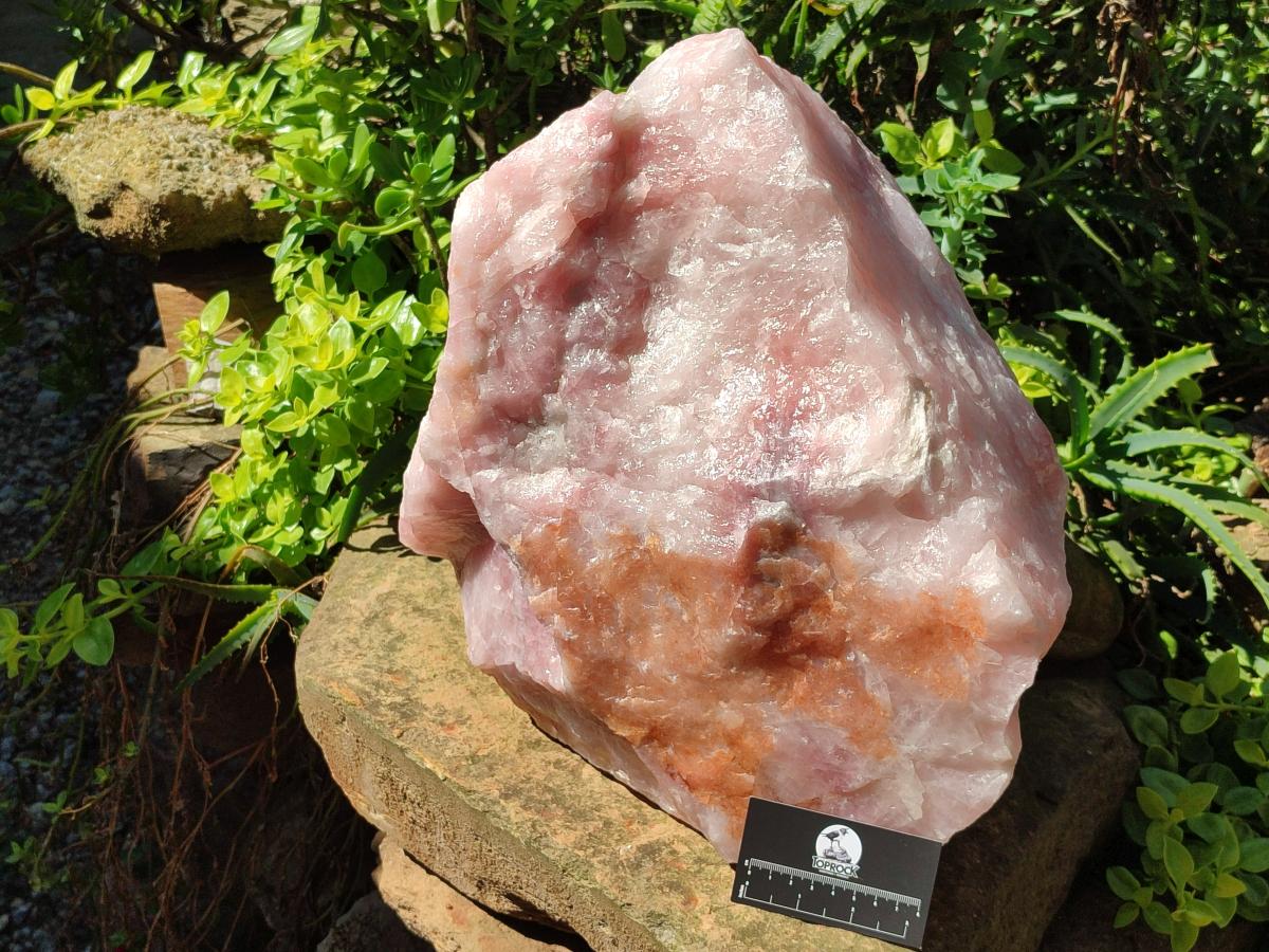 Natural XL Cobbed Rose Quartz Specimen x 1 From Northern Cape, South Africa