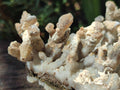 Natural Sceptre Calcite Clusters with Phosphorus Aragonite Coating x 2 From Albert's Mountain, Lesotho