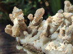 Natural Sceptre Calcite Clusters with Phosphorus Aragonite Coating x 2 From Albert's Mountain, Lesotho