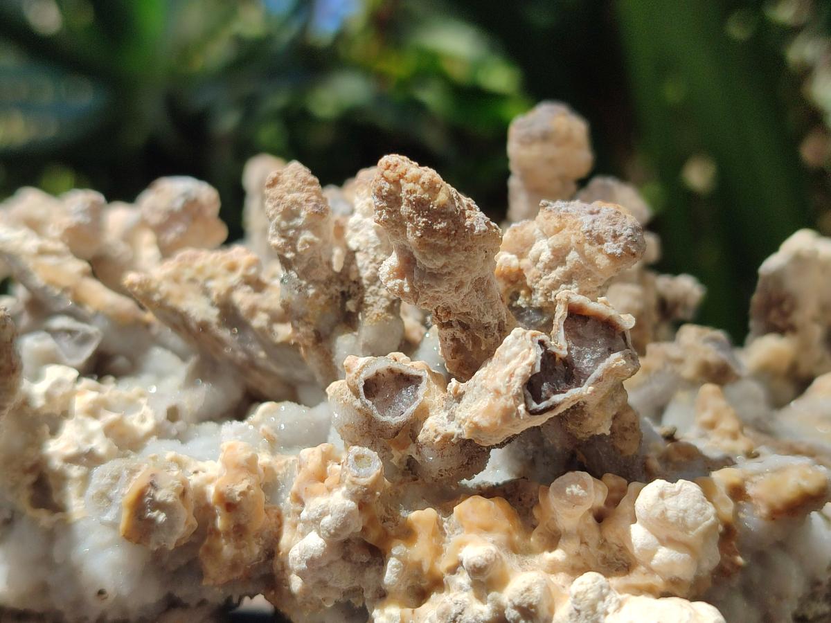 Natural Sceptre Calcite Clusters with Phosphorus Aragonite Coating x 2 From Albert's Mountain, Lesotho