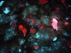 Natural Sceptre Calcite Clusters with Phosphorus Aragonite Coating x 2 From Albert's Mountain, Lesotho