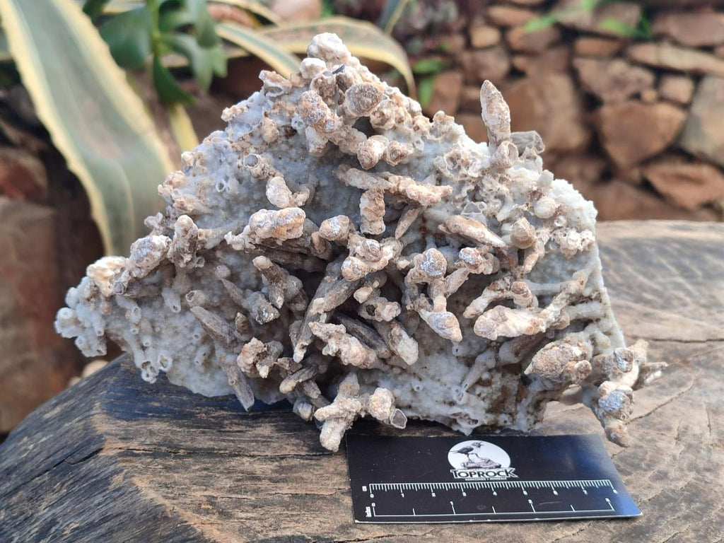 Natural Sceptre Calcite Clusters with Phosphorus Aragonite Coating x 2 From Albert's Mountain, Lesotho