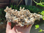 Natural Sceptre Calcite Clusters with Phosphorus Aragonite Coating x 2 From Albert's Mountain, Lesotho