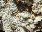 Natural Sceptre Calcite Clusters with Phosphorus Aragonite Coating x 2 From Albert's Mountain, Lesotho
