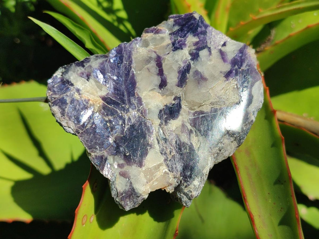 Polished One Side Silver Leaf Lepidolite Domed Nodules x 12 From Zimbabwe - Toprock Gemstones and Minerals 