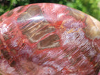 Polished Red Podocarpus Petrified Wood Standing Display Pieces x 3 From Mahajanga, Madagascar - Toprock Gemstones and Minerals 