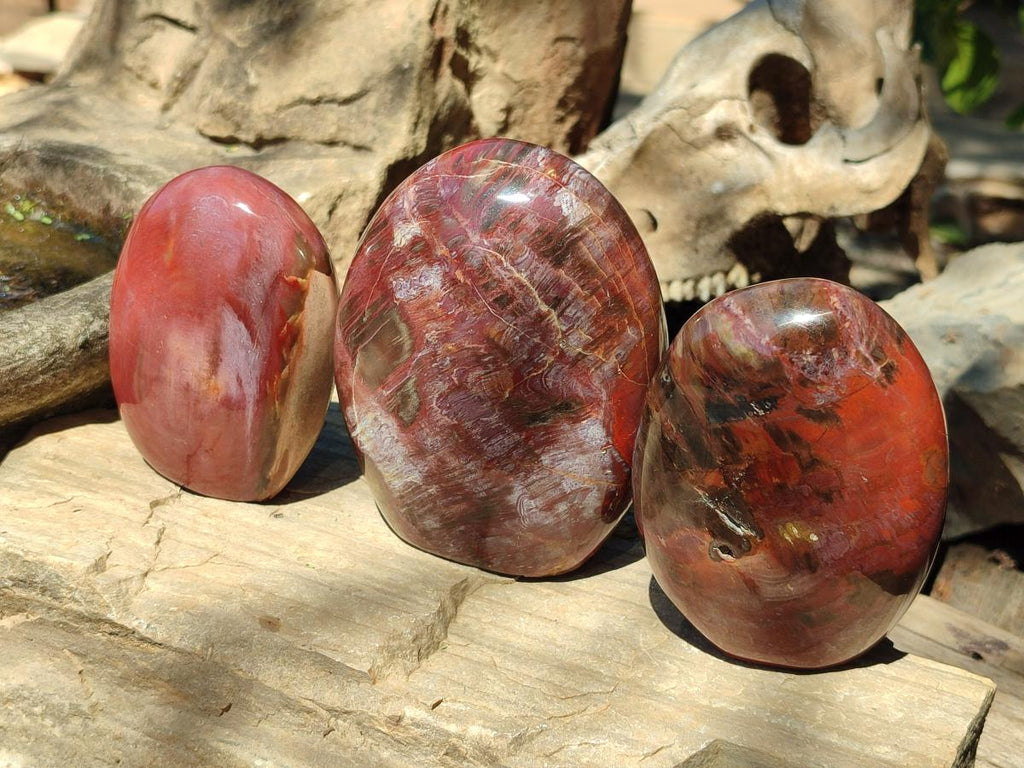 Polished Red Podocarpus Petrified Wood Standing Display Pieces x 3 From Mahajanga, Madagascar - Toprock Gemstones and Minerals 