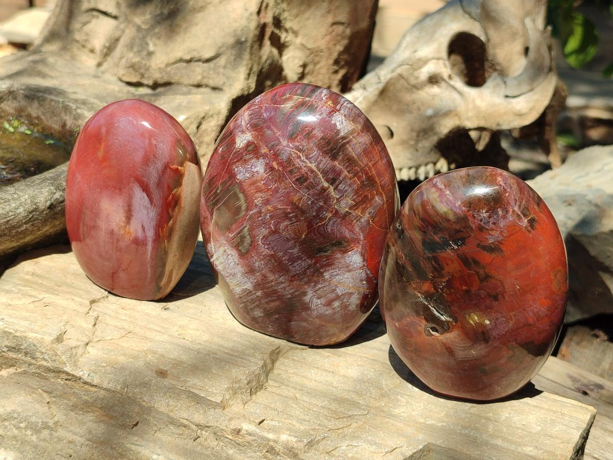 Polished Red Podocarpus Petrified Wood Standing Display Pieces x 3 From Mahajanga, Madagascar - Toprock Gemstones and Minerals 