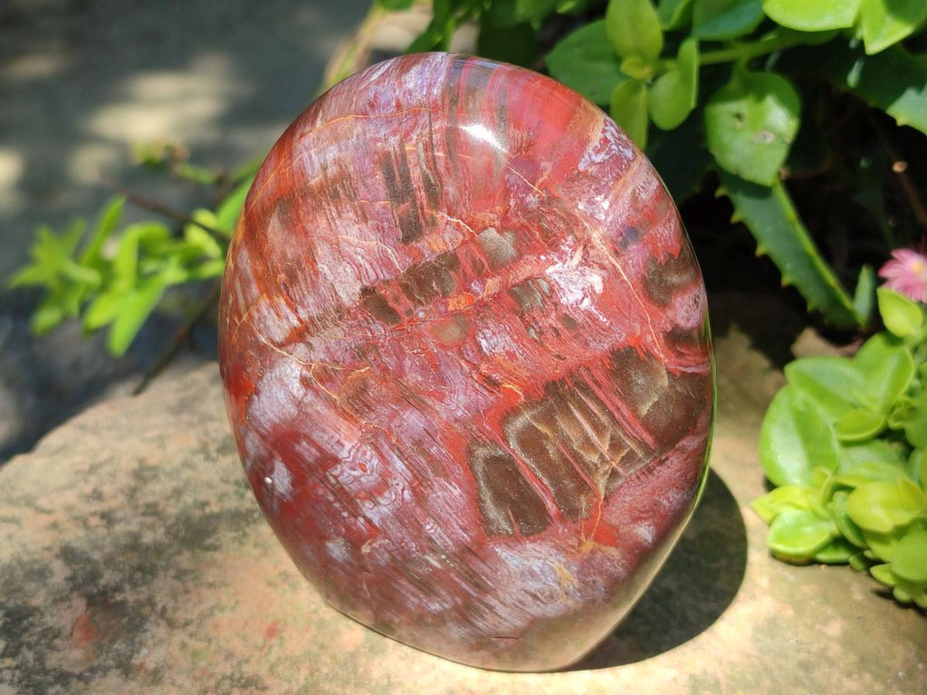 Polished Red Podocarpus Petrified Wood Standing Display Pieces x 3 From Mahajanga, Madagascar - Toprock Gemstones and Minerals 