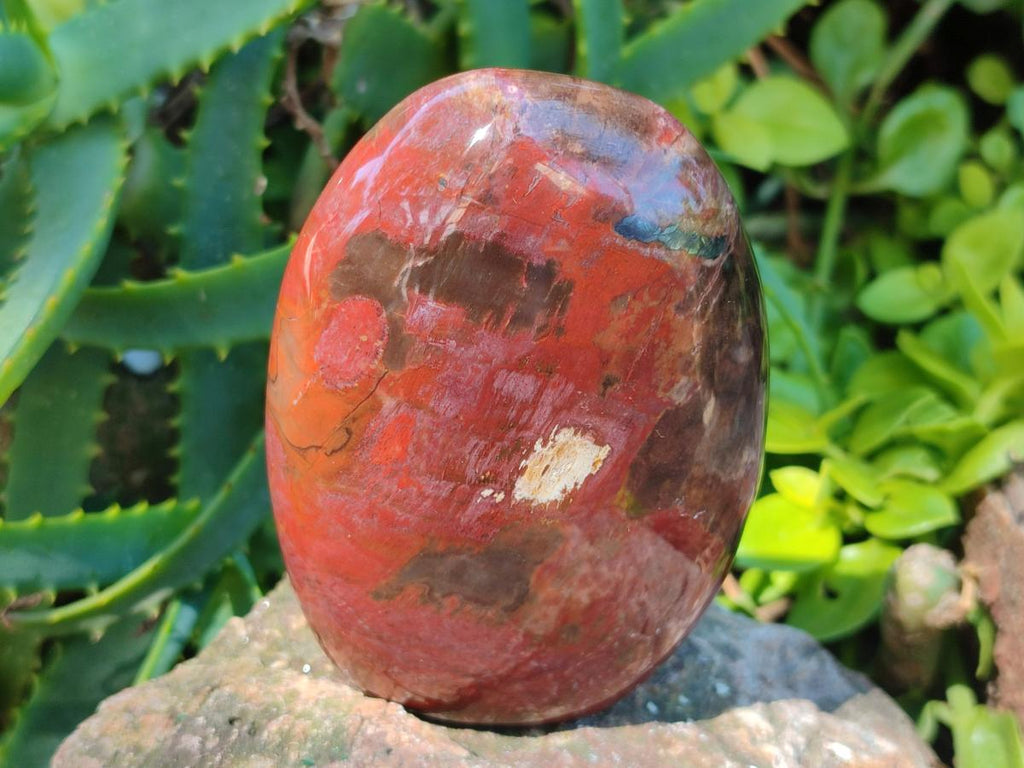 Polished Red Podocarpus Petrified Wood Standing Display Pieces x 3 From Mahajanga, Madagascar - Toprock Gemstones and Minerals 