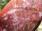Polished Red Podocarpus Petrified Wood Standing Display Pieces x 3 From Mahajanga, Madagascar - Toprock Gemstones and Minerals 