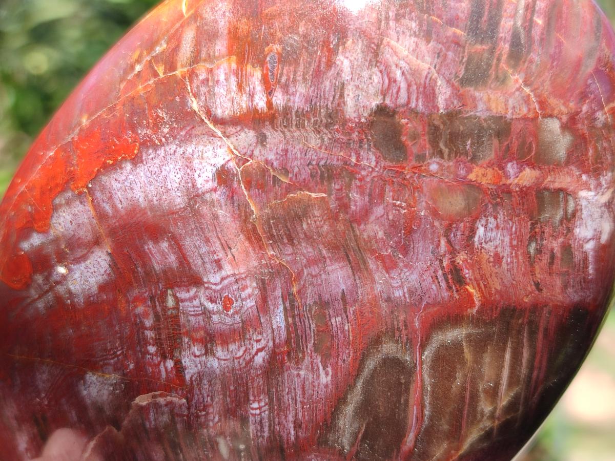 Polished Red Podocarpus Petrified Wood Standing Display Pieces x 3 From Mahajanga, Madagascar - Toprock Gemstones and Minerals 
