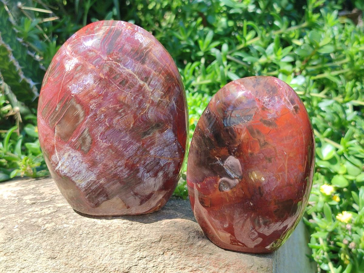 Polished Red Podocarpus Petrified Wood Standing Display Pieces x 3 From Mahajanga, Madagascar - Toprock Gemstones and Minerals 