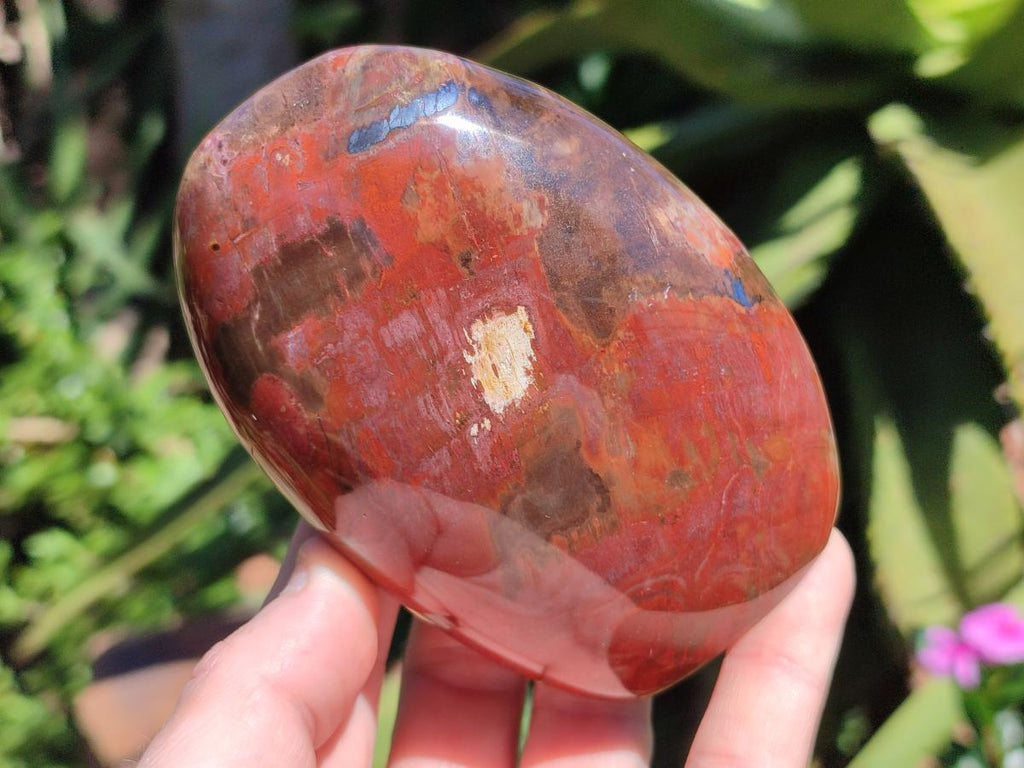 Polished Red Podocarpus Petrified Wood Standing Display Pieces x 3 From Mahajanga, Madagascar - Toprock Gemstones and Minerals 