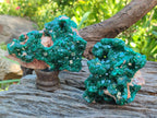 Natural Cabinet Size Dioptase Specimens on Dolomite Matrix x 2 From Tantara Mine, Congo - Toprock Gemstones and Minerals 