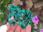 Natural Cabinet Size Dioptase Specimens on Dolomite Matrix x 2 From Tantara Mine, Congo - Toprock Gemstones and Minerals 