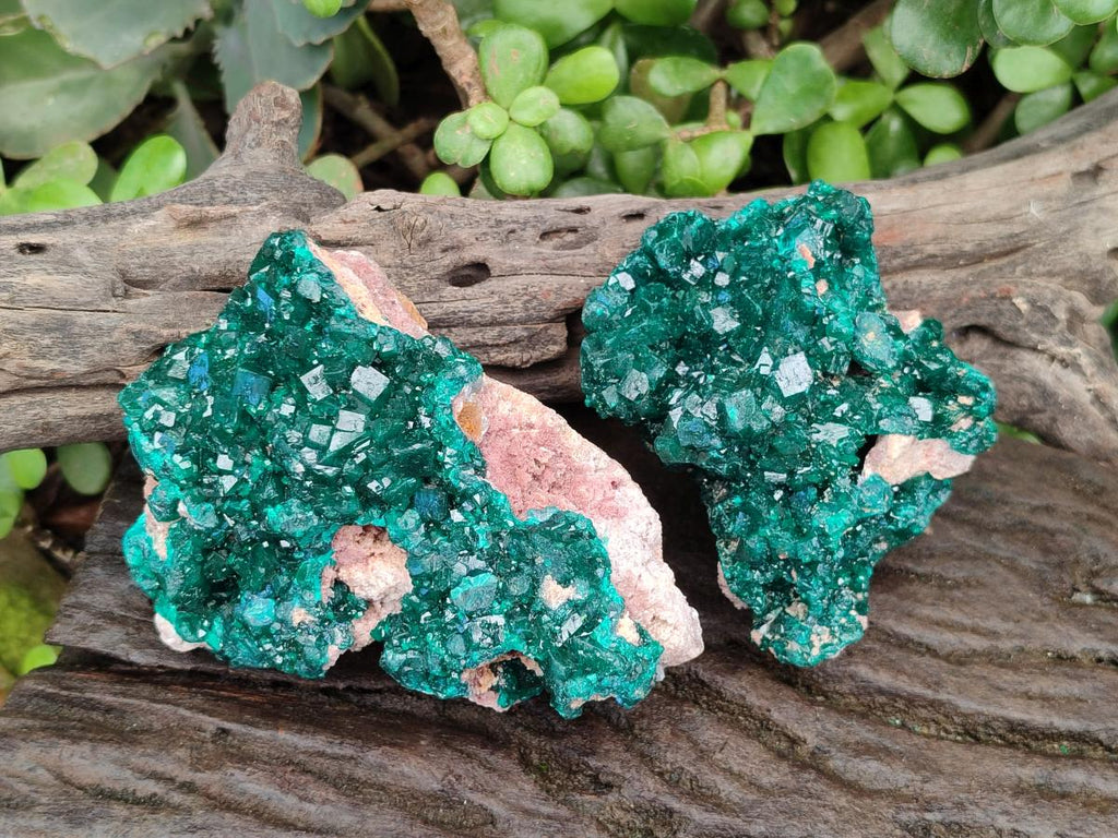 Natural Cabinet Size Dioptase Specimens on Dolomite Matrix x 2 From Tantara Mine, Congo - Toprock Gemstones and Minerals 