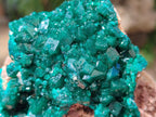 Natural Cabinet Size Dioptase Specimens on Dolomite Matrix x 2 From Tantara Mine, Congo - Toprock Gemstones and Minerals 