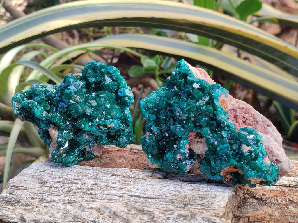 Natural Cabinet Size Dioptase Specimens on Dolomite Matrix x 2 From Tantara Mine, Congo - Toprock Gemstones and Minerals 
