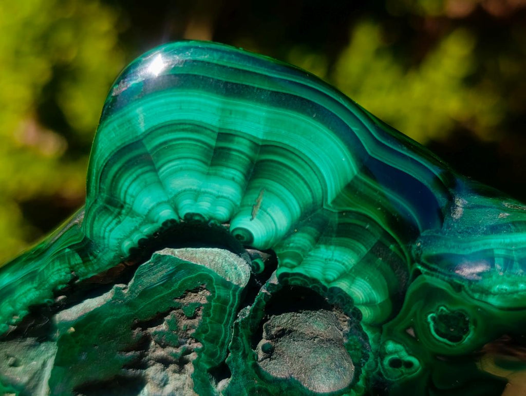 Polished Flower Banded Malachite Free Forms x 6 From Congo - Toprock Gemstones and Minerals 