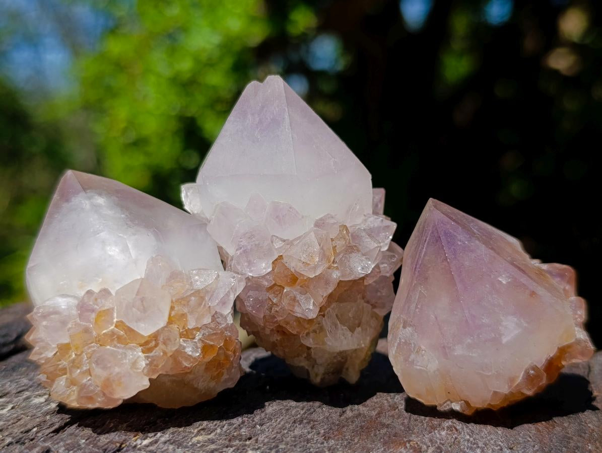 Natural Spirit Quartz Single Cactus Flower Crystals x 24 From Boekenhouthoek, South Africa - Toprock Gemstones and Minerals 