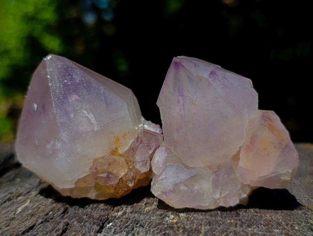 Natural Spirit Quartz Single Cactus Flower Crystals x 24 From Boekenhouthoek, South Africa - Toprock Gemstones and Minerals 