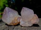 Natural Spirit Quartz Single Cactus Flower Crystals x 24 From Boekenhouthoek, South Africa - Toprock Gemstones and Minerals 