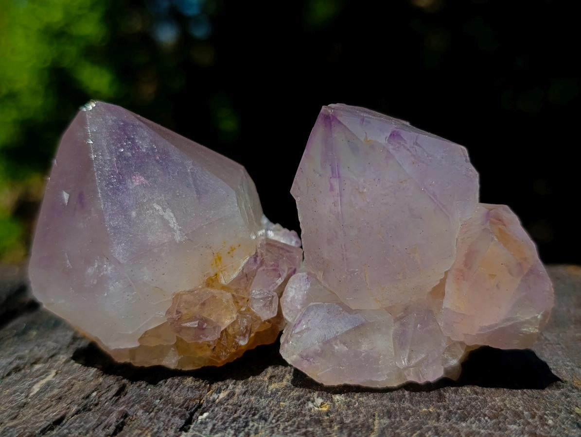 Natural Spirit Quartz Single Cactus Flower Crystals x 24 From Boekenhouthoek, South Africa - Toprock Gemstones and Minerals 