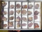 Natural Spirit Quartz Single Cactus Flower Crystals x 24 From Boekenhouthoek, South Africa - Toprock Gemstones and Minerals 
