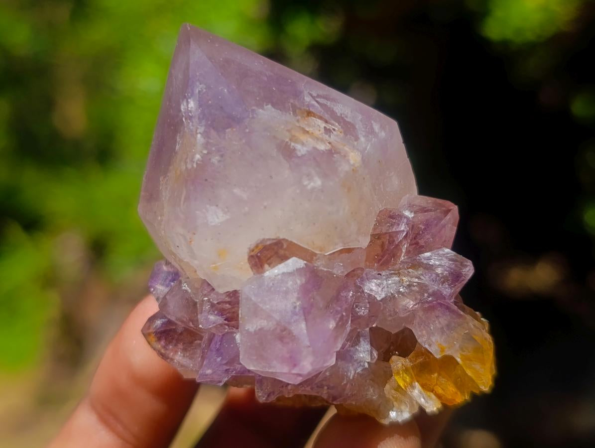 Natural Spirit Quartz Single Cactus Flower Crystals x 24 From Boekenhouthoek, South Africa - Toprock Gemstones and Minerals 