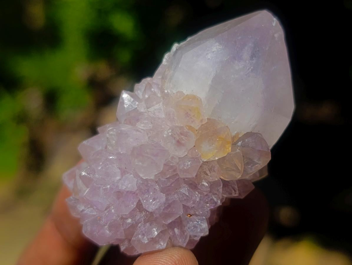 Natural Spirit Quartz Single Cactus Flower Crystals x 24 From Boekenhouthoek, South Africa - Toprock Gemstones and Minerals 