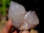 Natural Spirit Quartz Single Cactus Flower Crystals x 24 From Boekenhouthoek, South Africa - Toprock Gemstones and Minerals 