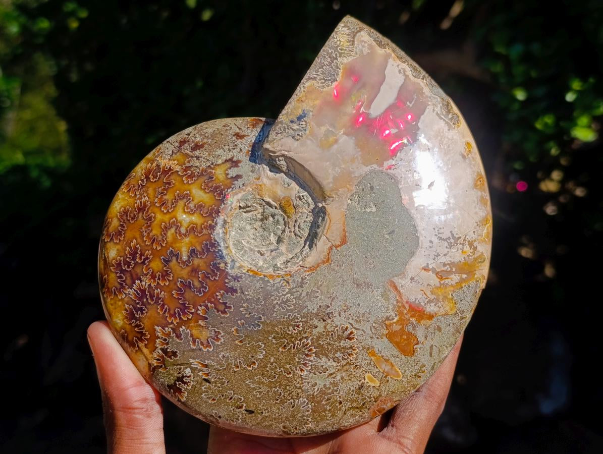 Polished Whole Red Ammolite "Jigsaw" Cleoniceras Opalized Ammonite Fossils x 2 From Tulear, Madagascar - Toprock Gemstones and Minerals 