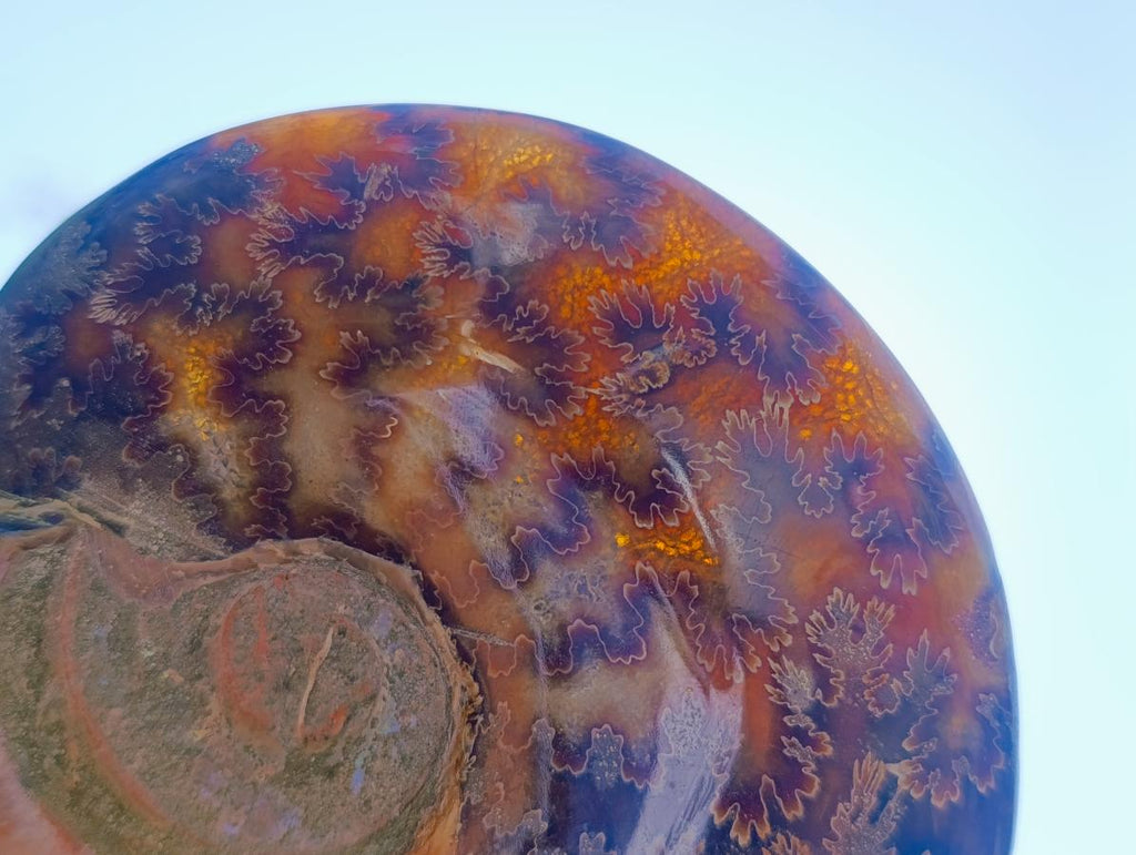 Polished Whole Red Ammolite "Jigsaw" Cleoniceras Opalized Ammonite Fossils x 2 From Tulear, Madagascar - Toprock Gemstones and Minerals 