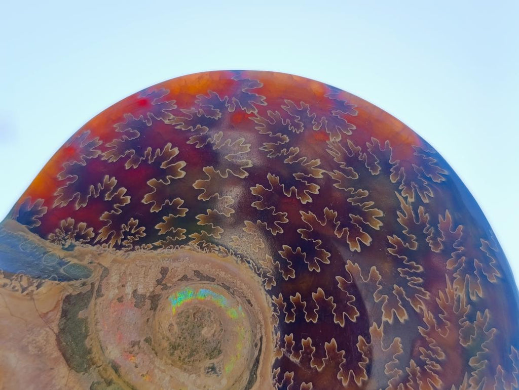 Polished Whole Red Ammolite "Jigsaw" Cleoniceras Opalized Ammonite Fossils x 2 From Tulear, Madagascar - Toprock Gemstones and Minerals 