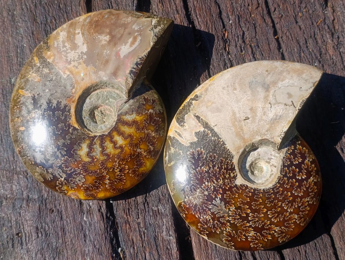Polished Whole Red Ammolite "Jigsaw" Cleoniceras Opalized Ammonite Fossils x 2 From Tulear, Madagascar - Toprock Gemstones and Minerals 