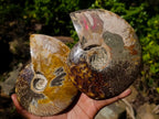 Polished Whole Red Ammolite "Jigsaw" Cleoniceras Opalized Ammonite Fossils x 2 From Tulear, Madagascar - Toprock Gemstones and Minerals 