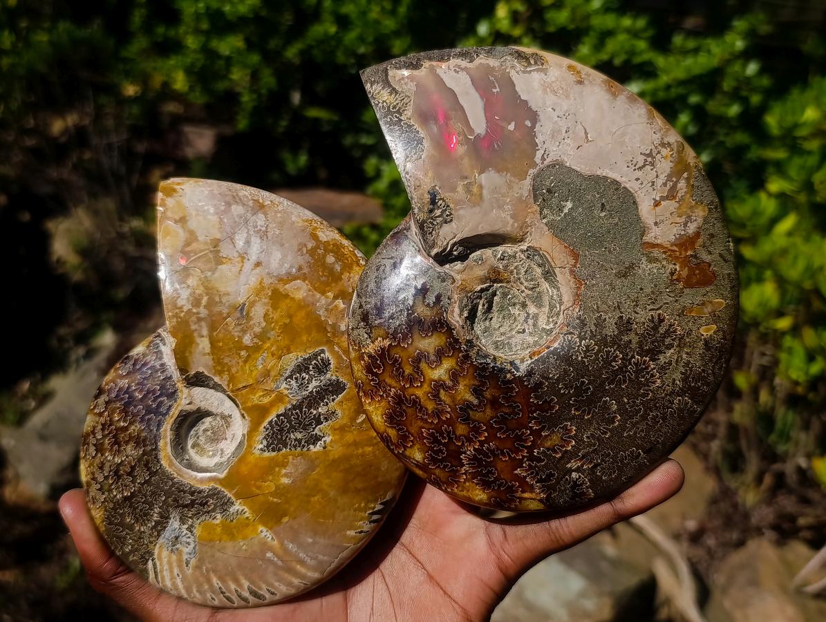 Polished Whole Red Ammolite "Jigsaw" Cleoniceras Opalized Ammonite Fossils x 2 From Tulear, Madagascar - Toprock Gemstones and Minerals 
