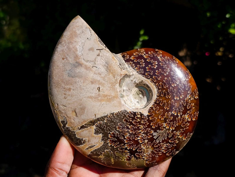 Polished Whole Red Ammolite "Jigsaw" Cleoniceras Opalized Ammonite Fossils x 2 From Tulear, Madagascar - Toprock Gemstones and Minerals 