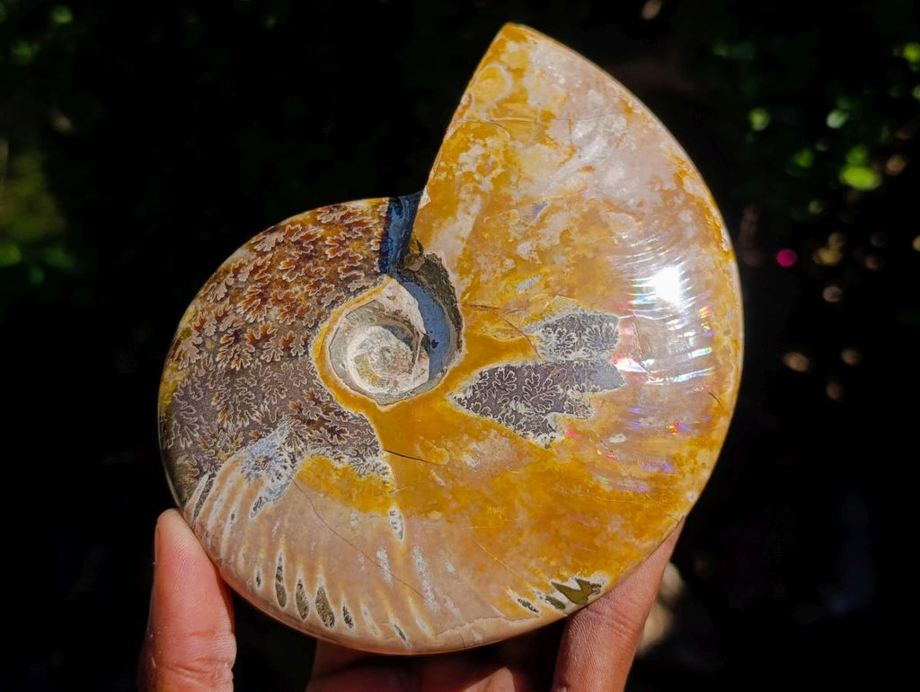 Polished Whole Red Ammolite "Jigsaw" Cleoniceras Opalized Ammonite Fossils x 2 From Tulear, Madagascar - Toprock Gemstones and Minerals 