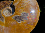Polished Whole Red Ammolite "Jigsaw" Cleoniceras Opalized Ammonite Fossils x 2 From Tulear, Madagascar - Toprock Gemstones and Minerals 