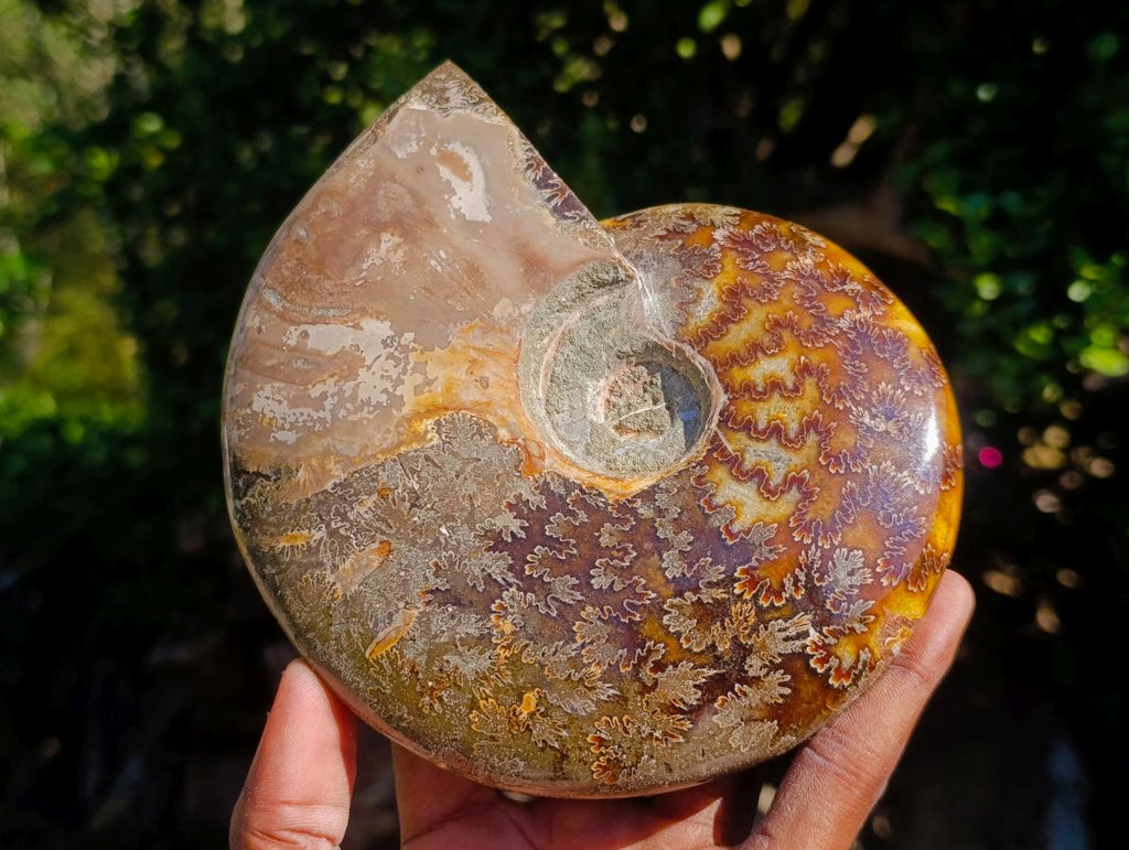 Polished Whole Red Ammolite "Jigsaw" Cleoniceras Opalized Ammonite Fossils x 2 From Tulear, Madagascar - Toprock Gemstones and Minerals 