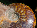 Polished Whole Red Ammolite "Jigsaw" Cleoniceras Opalized Ammonite Fossils x 2 From Tulear, Madagascar - Toprock Gemstones and Minerals 
