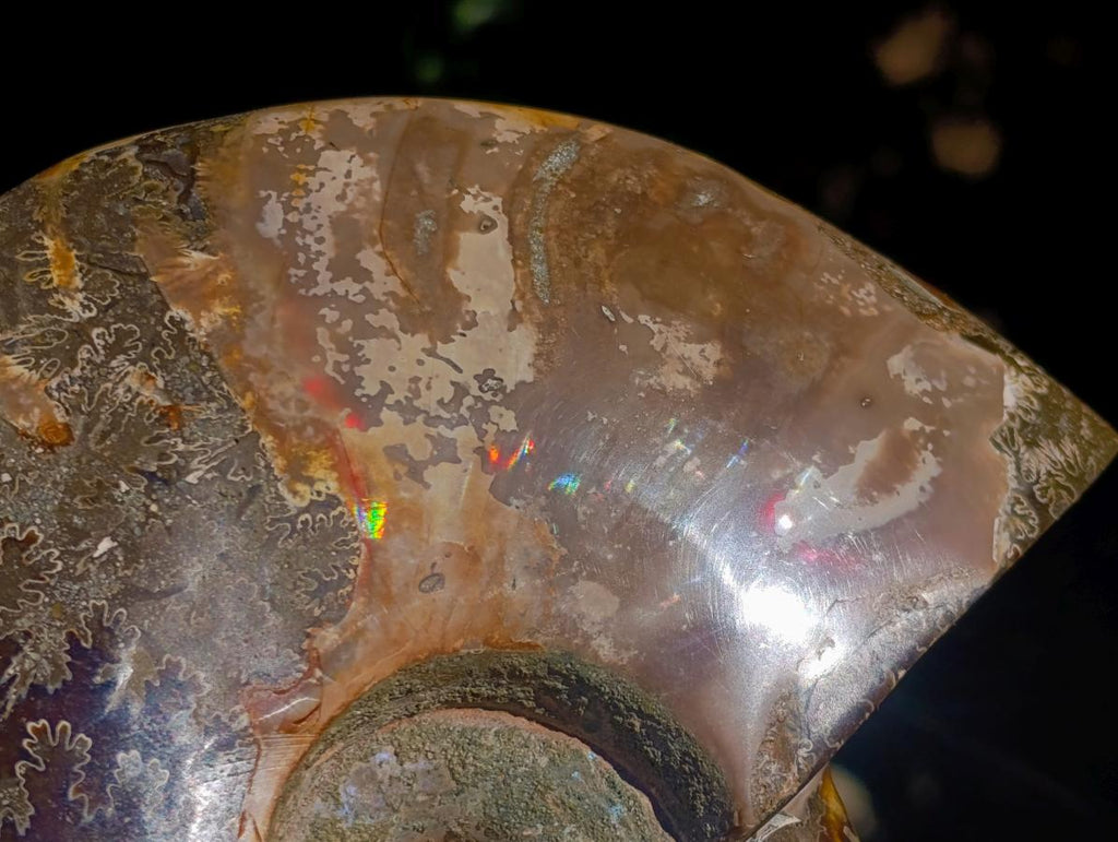 Polished Whole Red Ammolite "Jigsaw" Cleoniceras Opalized Ammonite Fossils x 2 From Tulear, Madagascar - Toprock Gemstones and Minerals 