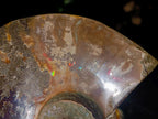 Polished Whole Red Ammolite "Jigsaw" Cleoniceras Opalized Ammonite Fossils x 2 From Tulear, Madagascar - Toprock Gemstones and Minerals 