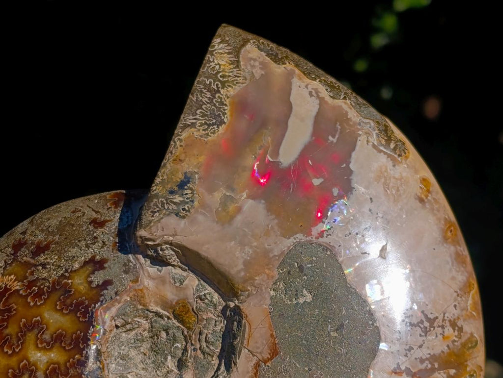 Polished Whole Red Ammolite "Jigsaw" Cleoniceras Opalized Ammonite Fossils x 2 From Tulear, Madagascar - Toprock Gemstones and Minerals 