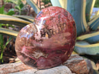 Polished Large Red Podocarpus Petrified Wood Hearts x 2 From Mahajanga, Madagascar - Toprock Gemstones and Minerals 