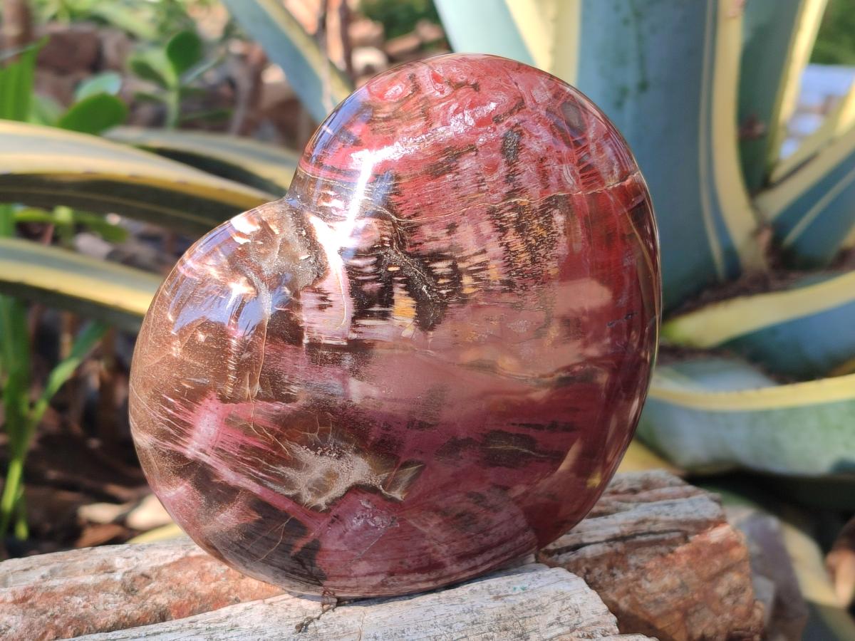 Polished Large Red Podocarpus Petrified Wood Hearts x 2 From Mahajanga, Madagascar - Toprock Gemstones and Minerals 