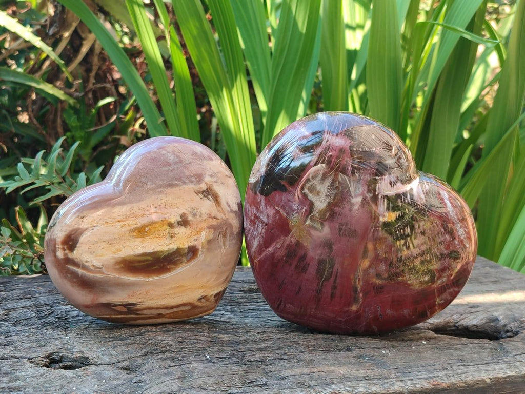 Polished Large Red Podocarpus Petrified Wood Hearts x 2 From Mahajanga, Madagascar - Toprock Gemstones and Minerals 