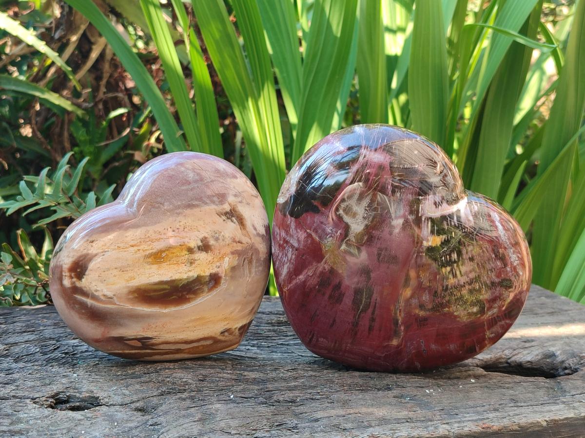 Polished Large Red Podocarpus Petrified Wood Hearts x 2 From Mahajanga, Madagascar - Toprock Gemstones and Minerals 